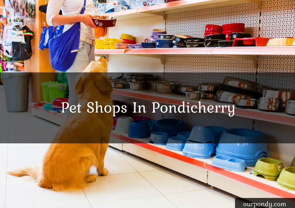 pet shops in pondicherry